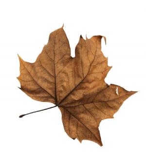 compost leaf jpg